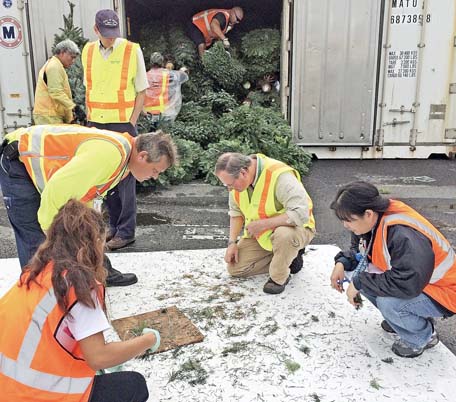 Your best bet for a pest-free Christmas tree is locally grown